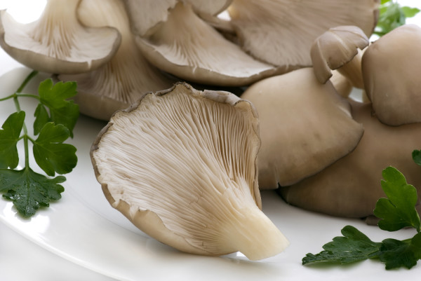 oyster mushroom